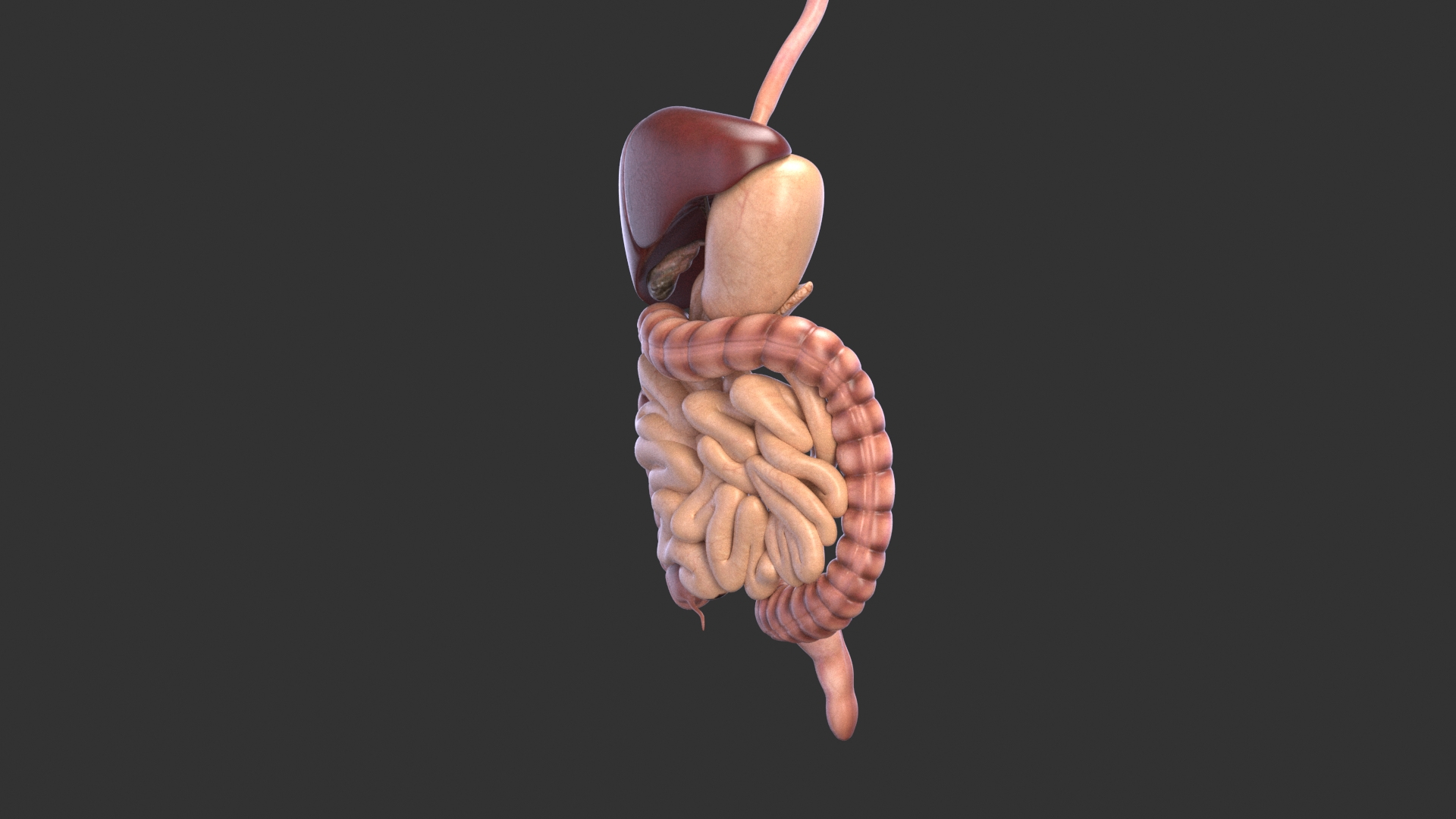 Realistic Digestive System Human Male Anatomy 3d Mode - vrogue.co