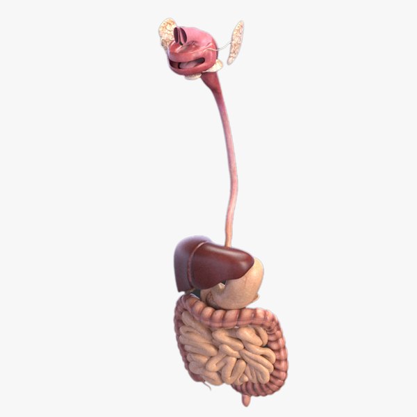 3d肠道模型