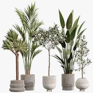 3D AV Premium Indoor Plants Set 212 Mission Olive ParadiseBird Yucca Areca