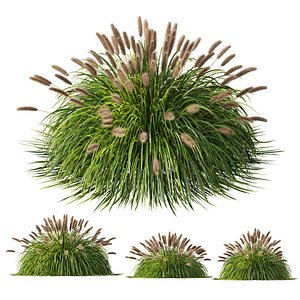 HQ Plants Pennisetum Alopecuroides Lampenputzergras Fountain Hameln 3D model