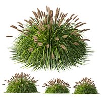 HQ Plants Pennisetum Alopecuroides Lampenputzergras Fountain Hameln