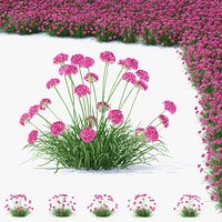 Armeria martima