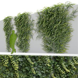 Ivy Hedera Helix V3
