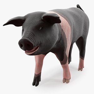 Hampshire Pig Piglet Walking Pose 3D Model