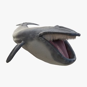 Bluewhale Adult Rigged