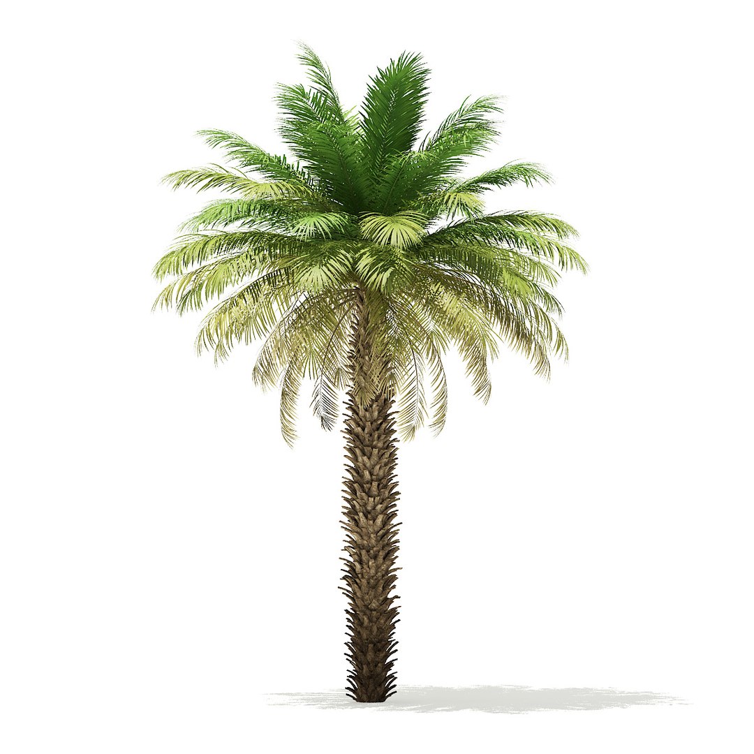 3d Date Palm Tree 7m Model - Turbosquid 1354650