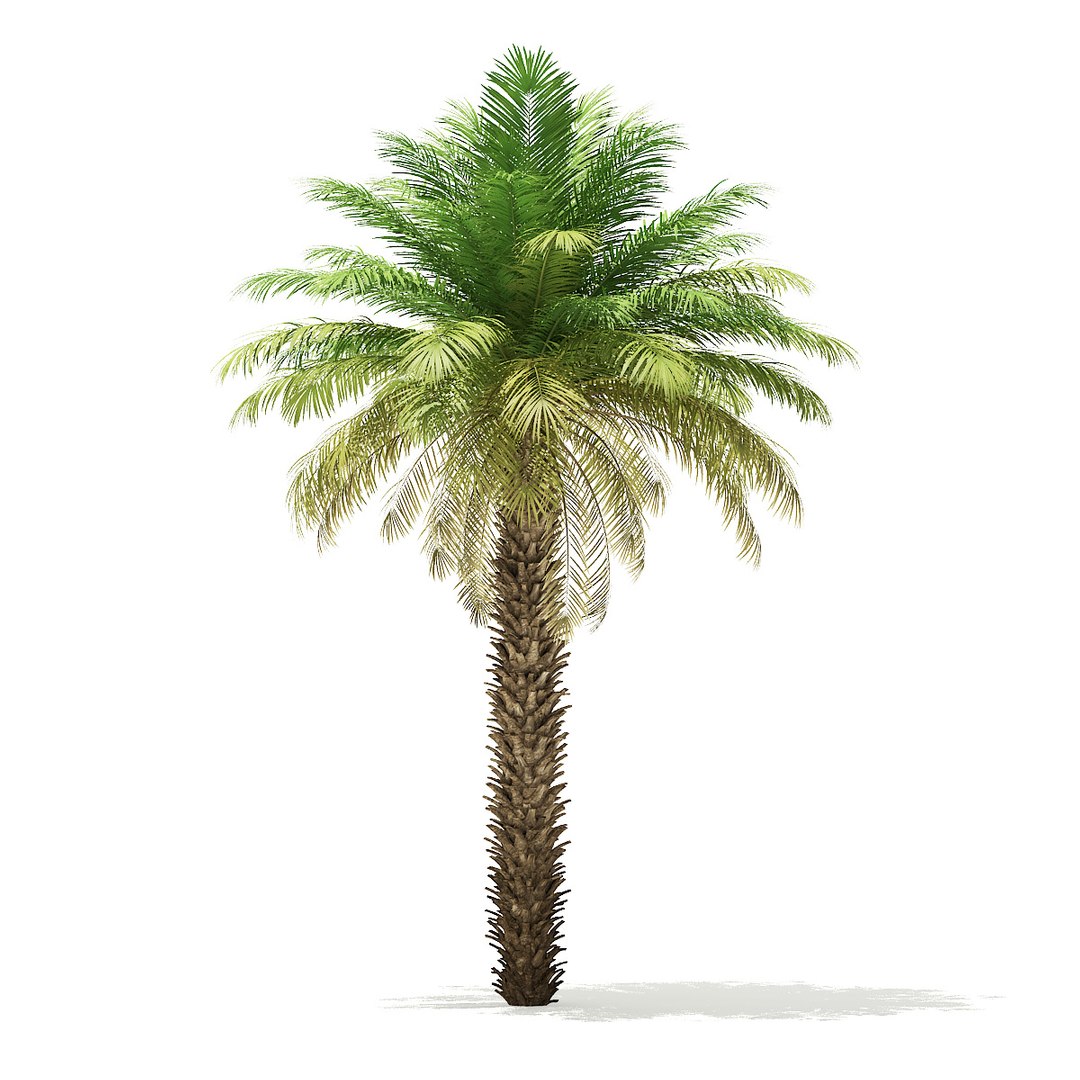 3D Date Palm Tree 7m Model - TurboSquid 1354650