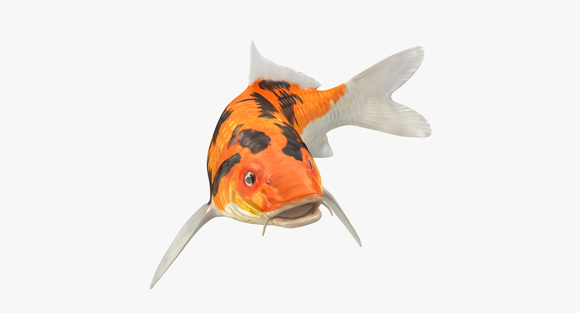 Koi Fish Swiming Pose 3D model preview