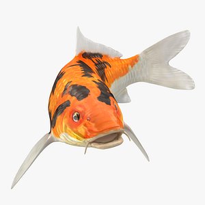 Koi Fish Swiming Pose
