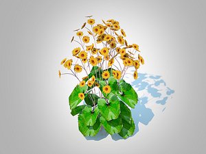 Ligularia Britt Marie Crawford - Ligularia 3D