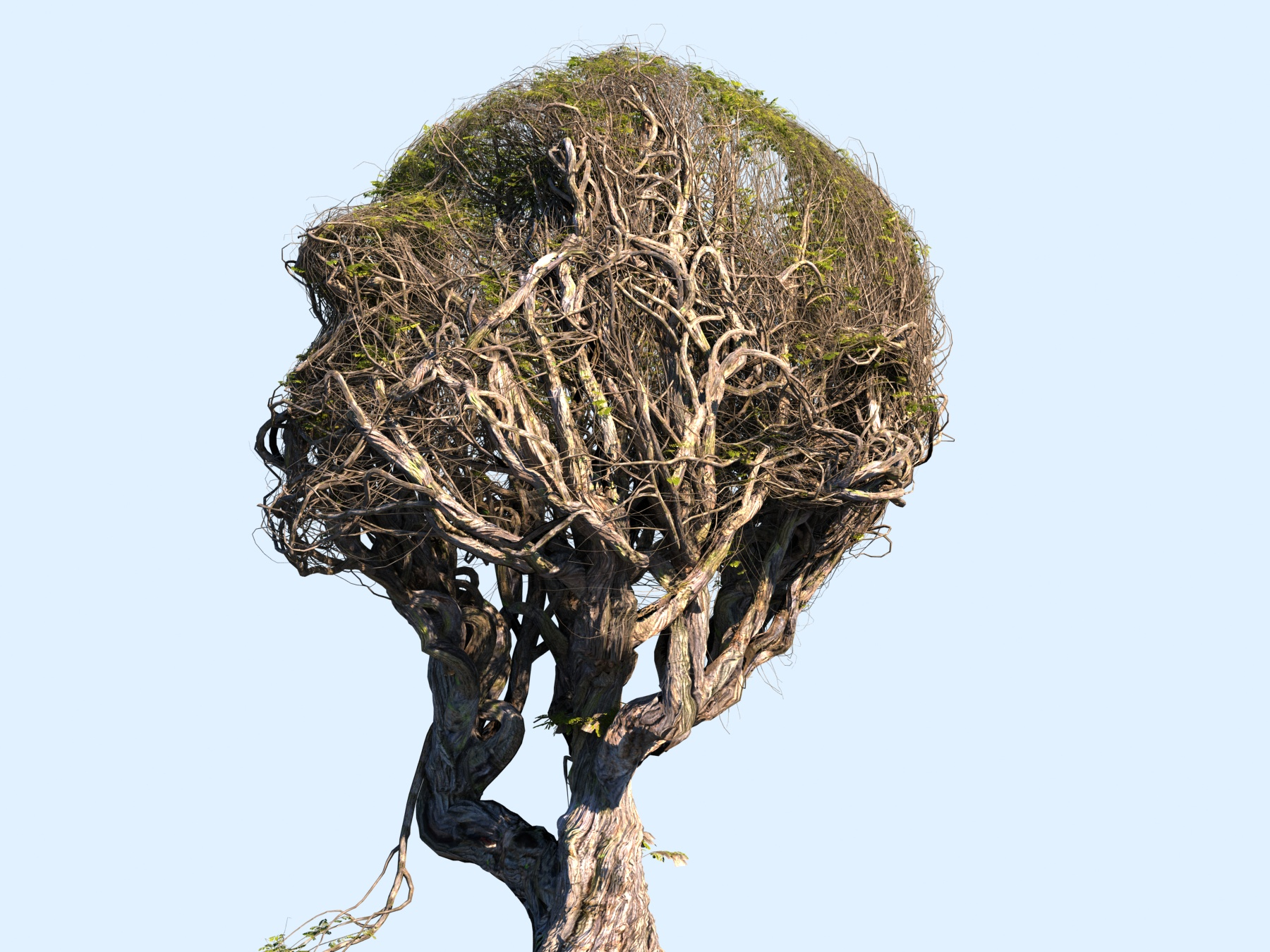 Tree head hd 3D model - TurboSquid 1287603