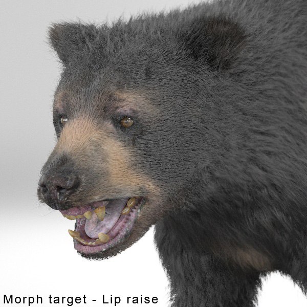  rigged animation 3d model