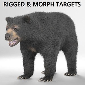Black bear - RIGGED and ANIMATED