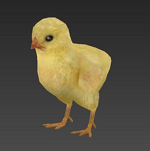 chicken model
