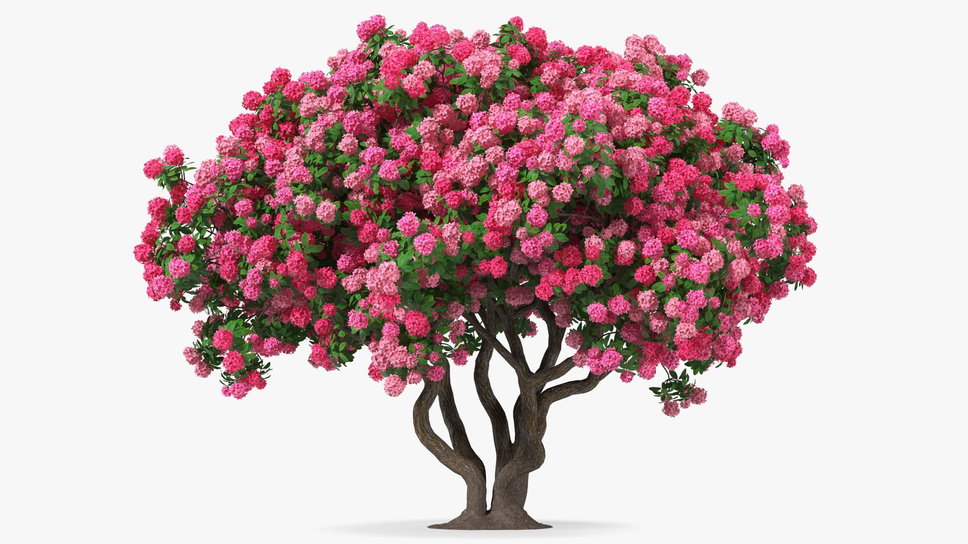 Pink Rhododendron Tree 3D model preview