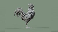 rooster