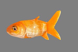 3D golden fish