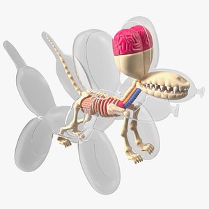 Mini Balloon Dog Skeleton Anatomy model