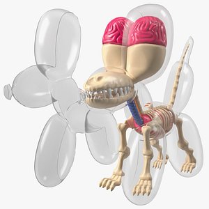 Mini Balloon Dog Skeleton Anatomy model