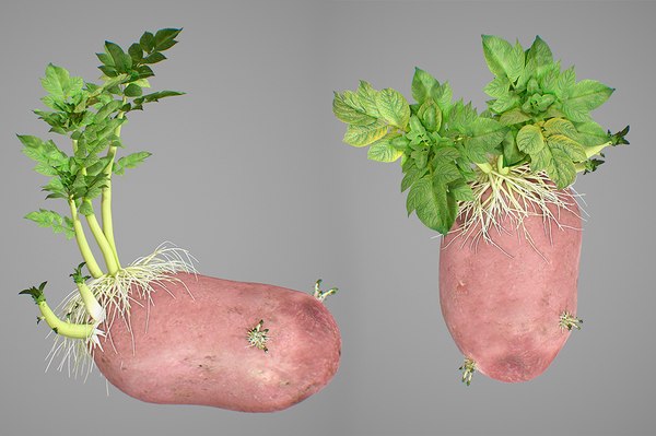 3D photorealistic potatoes