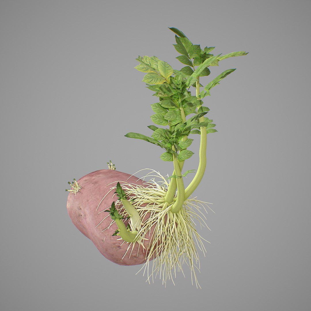 3D photorealistic potatoes https://p.turbosquid.com/ts-thumb/6O/sUOTBa/pWFtV8mD/screen08/png/1579945185/1920x1080/fit_q87/c128e216283e74affe15c6398dbbd828cf66b5fb/screen08.jpg