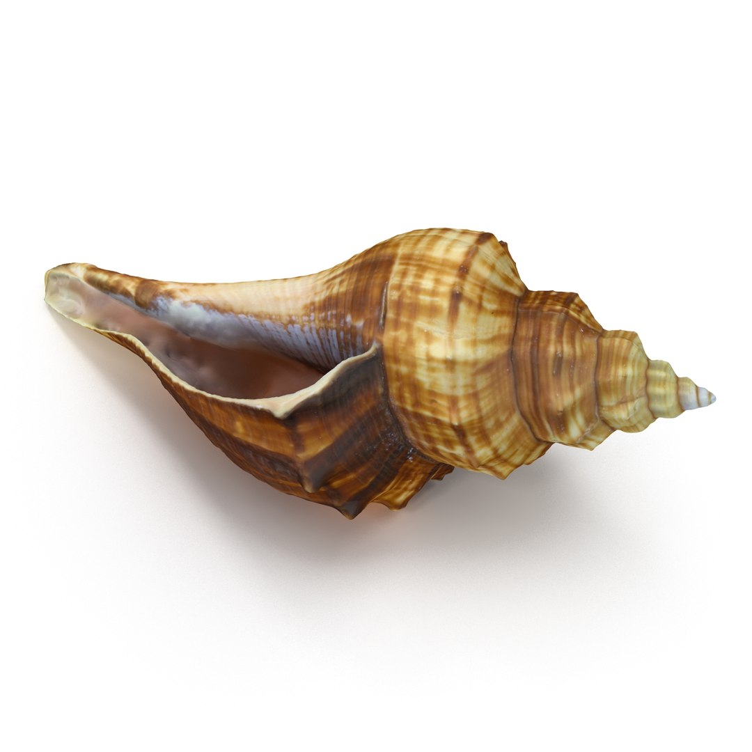 brown shell 3d model