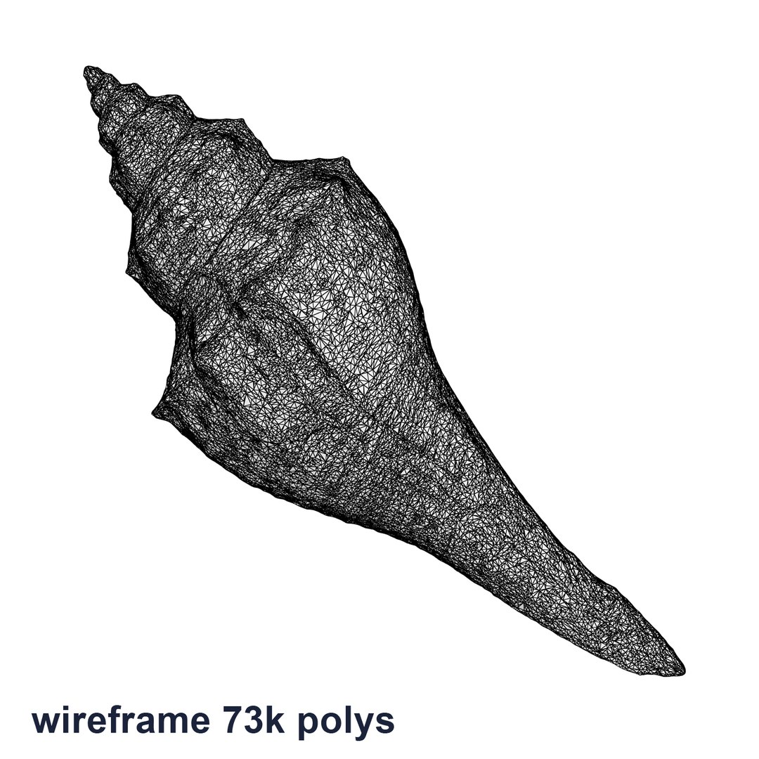 brown shell 3d model https://p.turbosquid.com/ts-thumb/6P/3U5XI3/NWv2btfr/shell5_r1w_73/jpg/1441078275/1920x1080/fit_q87/4ba42a6a5bb0366bd0779e1a9ab1181d542a4150/shell5_r1w_73.jpg