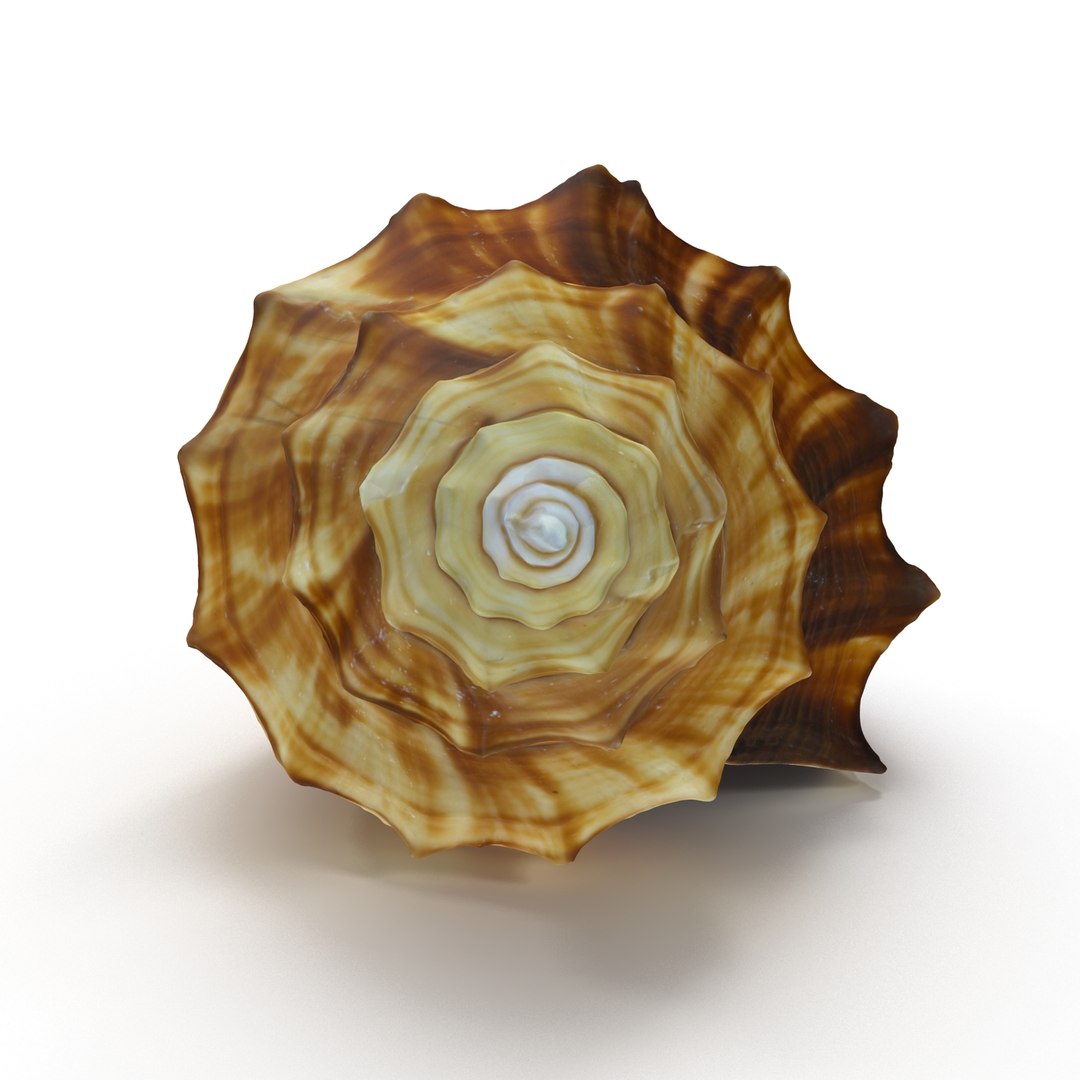 brown shell 3d model https://p.turbosquid.com/ts-thumb/6P/3U5XI3/NeStiZQH/shell5_r0006/jpg/1441078276/1920x1080/fit_q87/9ee89a0336a900a69ded9715c1d8e048aad55780/shell5_r0006.jpg