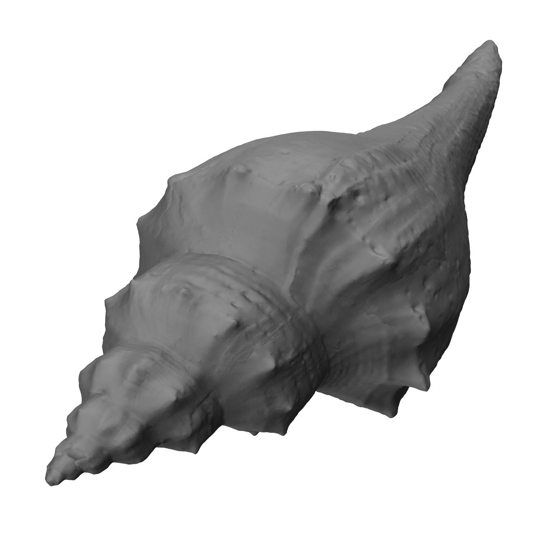 brown shell 3d model https://p.turbosquid.com/ts-thumb/6P/3U5XI3/NujURkP1/shell5_r5n/jpg/1441078275/1920x1080/fit_q87/e2387fdd63cc4e9d75a621310ca5fbafd0bce97b/shell5_r5n.jpg