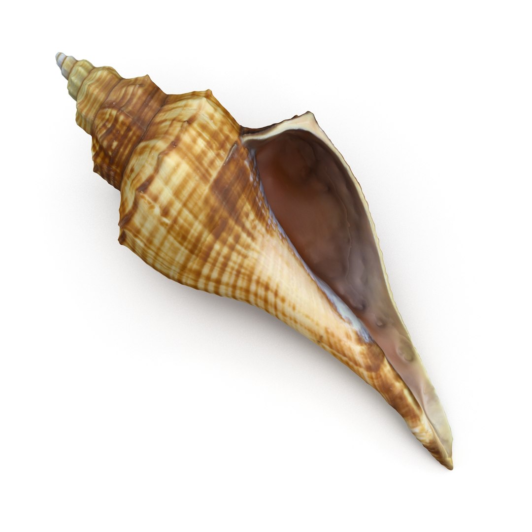 brown shell 3d model https://p.turbosquid.com/ts-thumb/6P/3U5XI3/Plmvdhag/shell5_r0008/jpg/1441078276/1920x1080/fit_q87/9206d5836f49b176738c497d8f3617adae69b37e/shell5_r0008.jpg