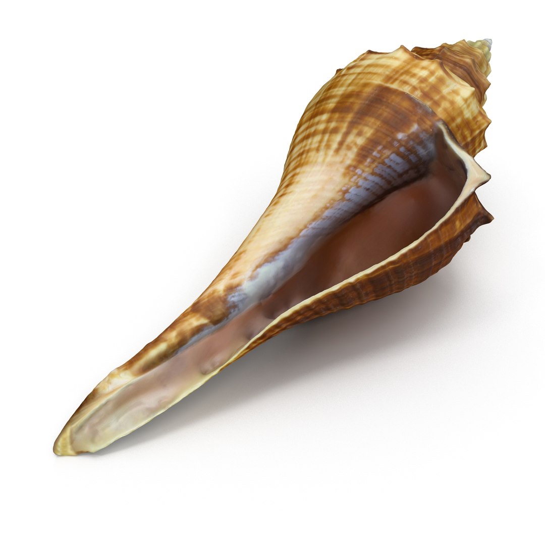 brown shell 3d model https://p.turbosquid.com/ts-thumb/6P/3U5XI3/U7tNkVTa/shell5_r0010/jpg/1441078275/1920x1080/fit_q87/ef7a552f35b37458ac559f768758f17e61e62934/shell5_r0010.jpg