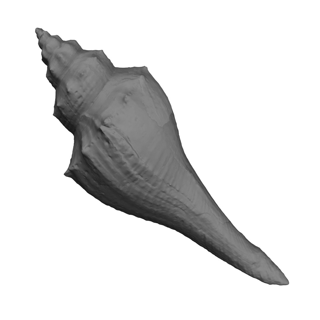 brown shell 3d model https://p.turbosquid.com/ts-thumb/6P/3U5XI3/drcikMG0/shell5_r1n/jpg/1441078275/1920x1080/fit_q87/fac1d6e434da0fde1a2343824c1f4f4ee31f8761/shell5_r1n.jpg