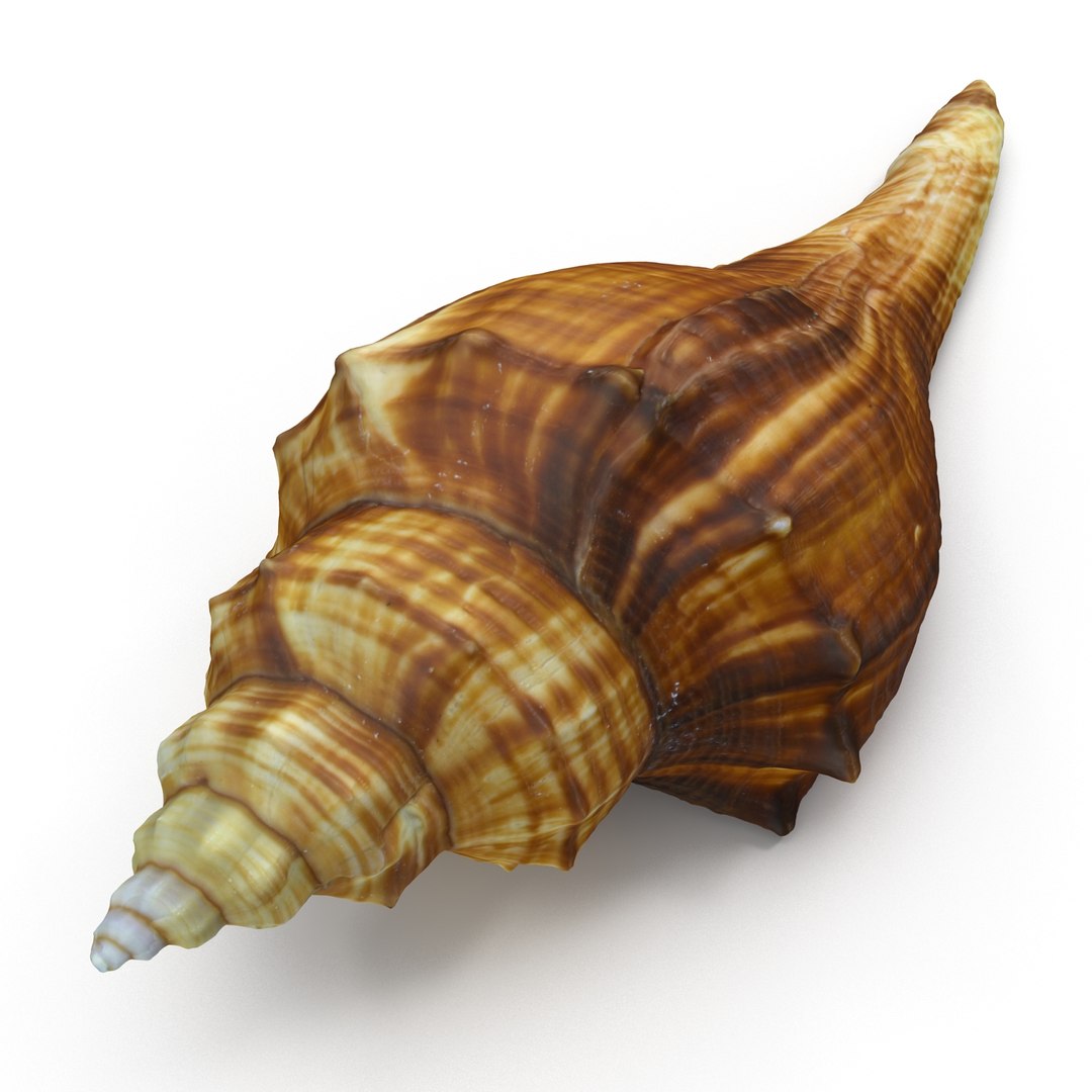brown shell 3d model https://p.turbosquid.com/ts-thumb/6P/3U5XI3/eorDhFlf/shell5_r0005/jpg/1441078276/1920x1080/fit_q87/5568c67ae5e2bc52cefedd38fdf553c34847dc7b/shell5_r0005.jpg