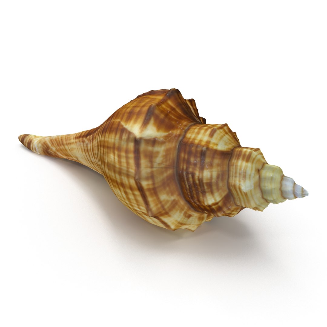 brown shell 3d model https://p.turbosquid.com/ts-thumb/6P/3U5XI3/ge4f30hG/shell5_r0004/jpg/1441078276/1920x1080/fit_q87/d67071c05d061c3fa7f1a59b411a29c59d064e9d/shell5_r0004.jpg