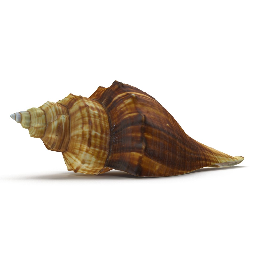 brown shell 3d model https://p.turbosquid.com/ts-thumb/6P/3U5XI3/nMnYPiA2/shell5_r0002/jpg/1441078276/1920x1080/fit_q87/11f35c44fe7e8c3f7c3851d8f286d75b0e868057/shell5_r0002.jpg