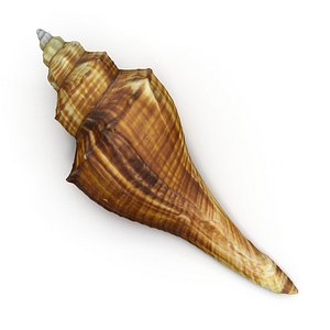 Sea Shell 05