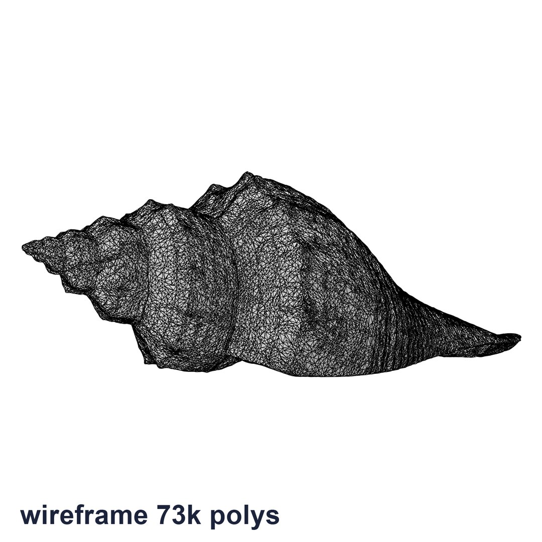 brown shell 3d model https://p.turbosquid.com/ts-thumb/6P/3U5XI3/oasnINh6/shell5_r2w_73/jpg/1441078275/1920x1080/fit_q87/b7a99e710d104c70f1211275434858baed09695e/shell5_r2w_73.jpg