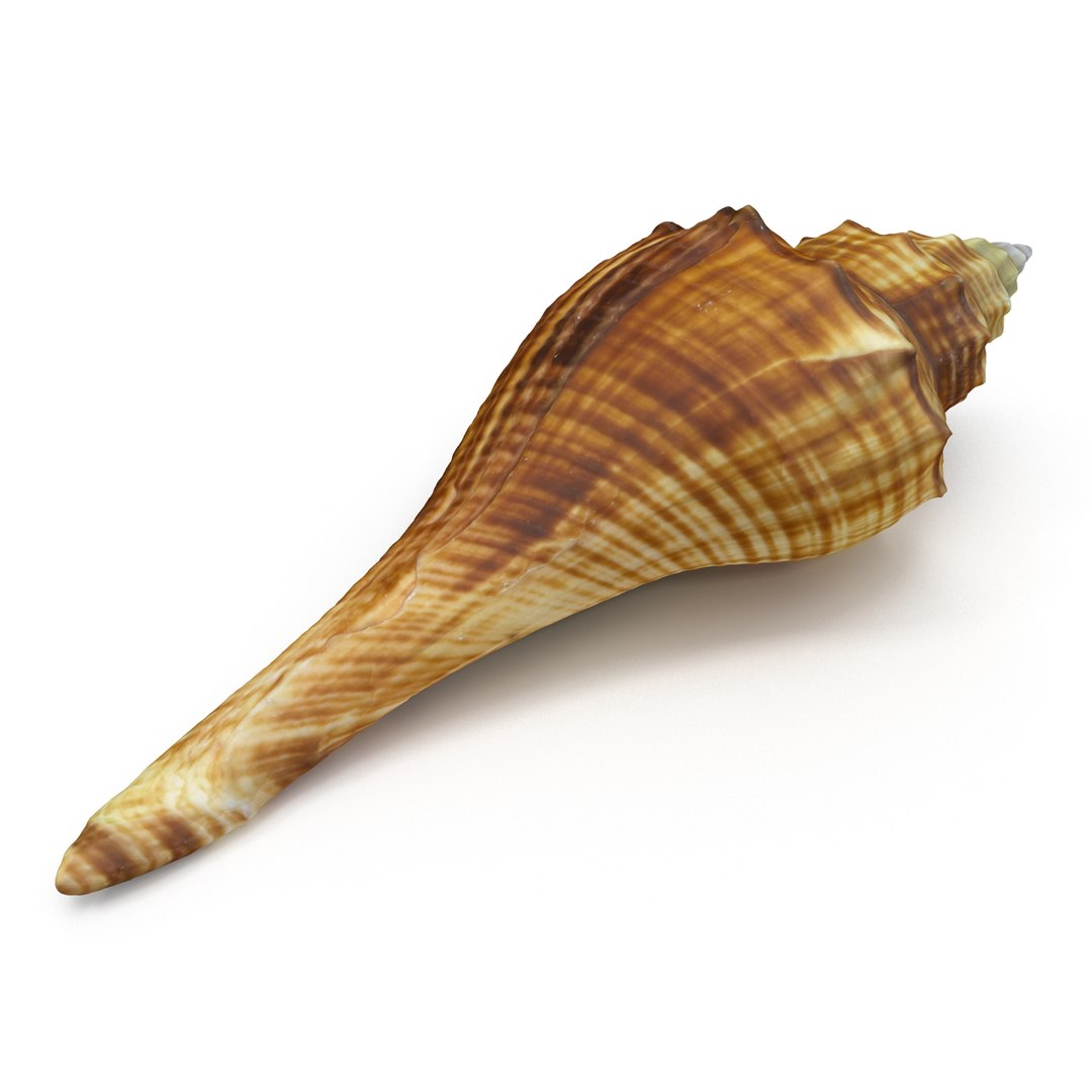 brown shell 3d model https://p.turbosquid.com/ts-thumb/6P/3U5XI3/uqsY773N/shell5_r0003/jpg/1441078276/1920x1080/fit_q87/bfd02cd4a8f8118fb559dc5387e398e8228cce11/shell5_r0003.jpg