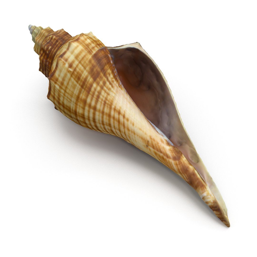 brown shell 3d model https://p.turbosquid.com/ts-thumb/6P/3U5XI3/vd6mD005/shell5_r0009/jpg/1441078275/1920x1080/fit_q87/1096389c1f0cf45d605756f1e5be4ef7ce60beca/shell5_r0009.jpg