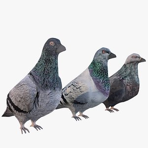 pigeon bird animal 3D