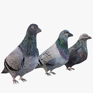 Pigeons