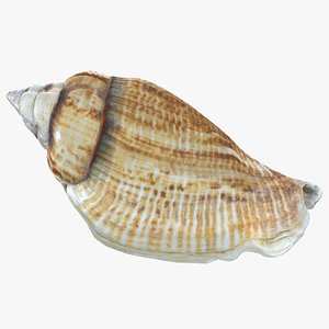 Gibberulus Gibberulus