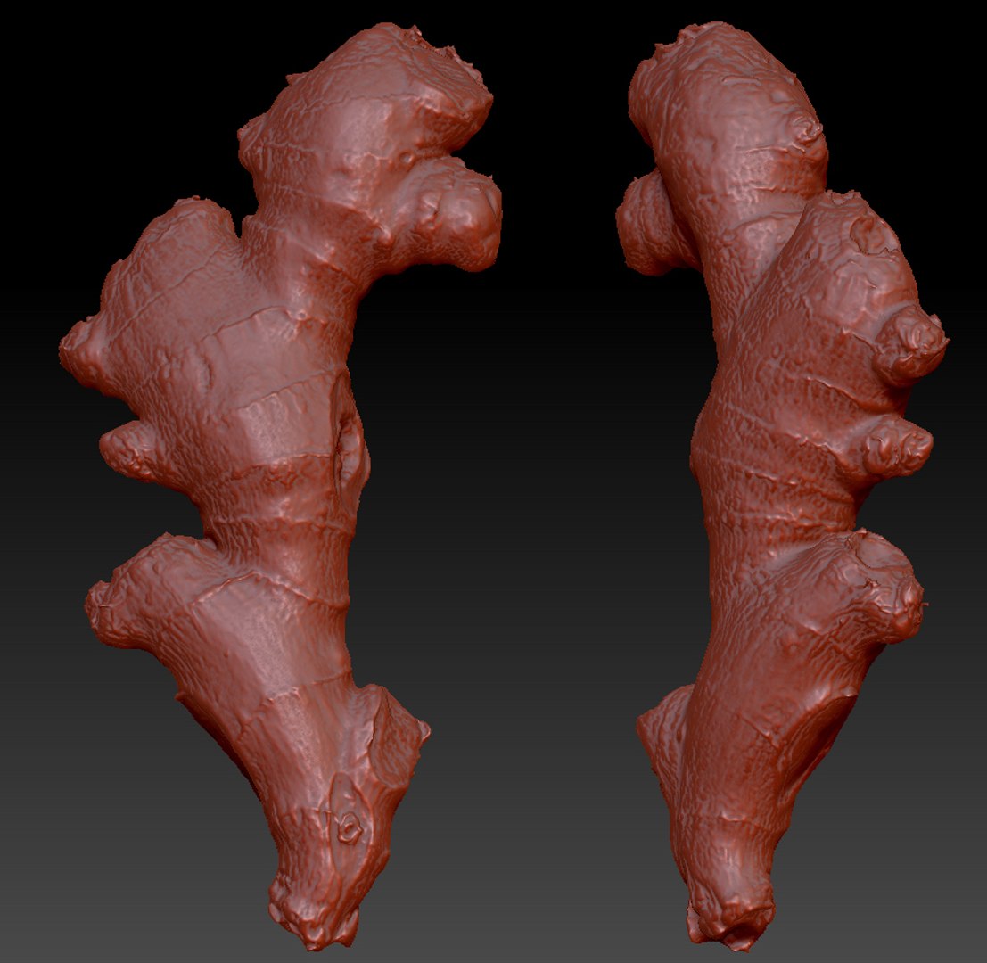 3D model Ginger 3d scan https://p.turbosquid.com/ts-thumb/6P/FV7InO/vQ/038_gingerw_0010/jpg/1760447302/1920x1080/fit_q87/f411f31bee03df7aded7214ca8130257afa3720e/038_gingerw_0010.jpg