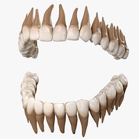 Realistic Human Teeth
