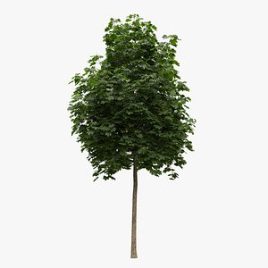 Acer platanoides 102SU 3D model