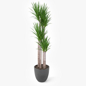 yucca elephantipes potted plant max