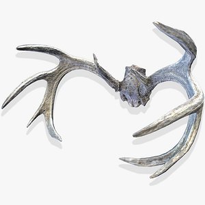 deer horns model