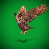 Great Horned Owl