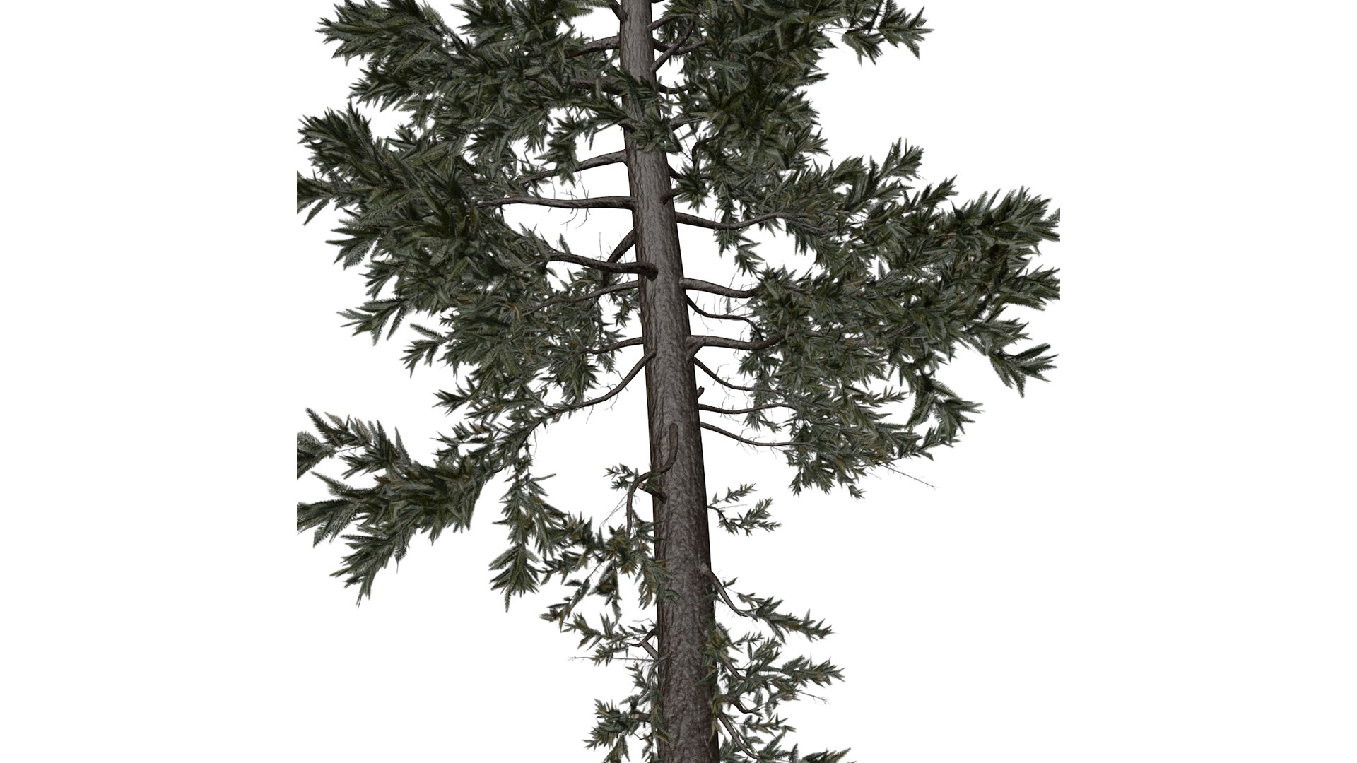Douglas Fir Tree - 04 - 3D Model - TurboSquid 2373426