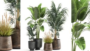 Houseplants in a flowerpot for the interior 964 3D model